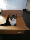 Unboxing the cat