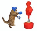 Cat boxer hitting punching bag 2 Royalty Free Stock Photo