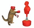 Cat boxer hitting punching bag Royalty Free Stock Photo
