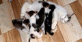 Cat is breastfeeding. A cat with four  nursing kittens. Royalty Free Stock Photo