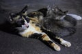 Cat breastfeeding her kittens. The mother cat suckles her kittens while lying down Royalty Free Stock Photo