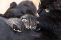 Cat breastfeeding kittens