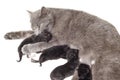 Cat breastfeeding kittens Royalty Free Stock Photo