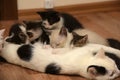 Cat breastfeeding the kittens Royalty Free Stock Photo
