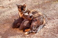 cat breastfeeding kittens - the tortoiseshell cat lies and breastfeeds 2 kittens Royalty Free Stock Photo