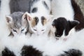 Cat breastfeeds its kittens