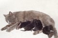 Cat breastfeeds kittens Royalty Free Stock Photo