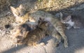 Cat breastfeeds kittens