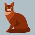 Cat breed abyssinian cute pet portrait fluffy red adorable cartoon animal and pretty fun play feline sitting mammal