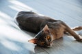 Cat breed Abyssinian lying on the floor in the sunlight