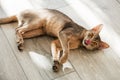 Cat breed Abyssinian lying on the floor in the sunlight