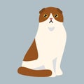 Cat breed british shorthair cute pet white red fluffy adorable cartoon animal and pretty fun play feline sitting mammal