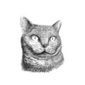 Cat breed British Shorthair face, sketch vector black and white drawing. Hand drawn pet, animal closeup portrait. Vector