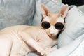 cat breed Canadian Sphynx in dark glasses sleeps on a couch