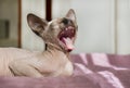 cat breed the canadian Sphynxlying in bed and yawning, bald cat, bald, the cat opened its mouth , pet Royalty Free Stock Photo