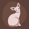 Cat breed cute pet sphinx portrait fluffy young adorable cartoon animal and pretty fun play feline sitting mammal