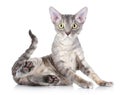 Cat breed Devon Rex Royalty Free Stock Photo