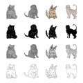 Cat breed Exotic shorthair, Scottish fold, Turkish Angora, British. Different breeds of cat set collection icons in