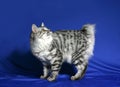 Cat of breed Kuril bobtail