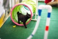 Cat breed Kuril bobtail in the play area Royalty Free Stock Photo