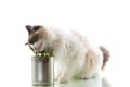 cat breed Ragdoll eats grass from a tin, on a white background Royalty Free Stock Photo