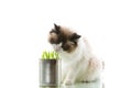 cat breed Ragdoll eats grass from a tin, on a white background Royalty Free Stock Photo