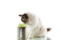 cat breed Ragdoll eats grass from a tin, on a white background Royalty Free Stock Photo