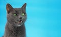 Cat breed Russian blue says meow