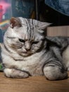 Cat of breed Scot lies on a wooden floor