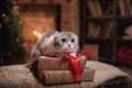 Cat breed Scottish Fold, Christmas and New Year Royalty Free Stock Photo