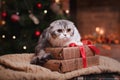 Cat breed Scottish Fold, Christmas and New Year Royalty Free Stock Photo