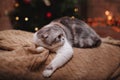 Cat breed Scottish Fold, Christmas and New Year Royalty Free Stock Photo