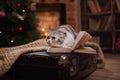 Cat breed Scottish Fold, Christmas and New Year Royalty Free Stock Photo