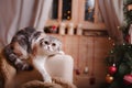 Cat breed Scottish Fold, Christmas and New Year Royalty Free Stock Photo