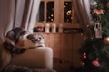 Cat breed Scottish Fold, Christmas and New Year Royalty Free Stock Photo