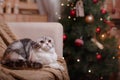 Cat breed Scottish Fold, Christmas and New Year Royalty Free Stock Photo