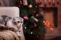 Cat breed Scottish Fold, Christmas and New Year Royalty Free Stock Photo