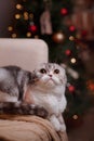 Cat breed Scottish Fold, Christmas and New Year Royalty Free Stock Photo