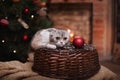 Cat breed Scottish Fold, Christmas and New Year Royalty Free Stock Photo