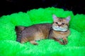 Cat breed Scottish straight lying impressively a Golden smile on the green rug. Pets cats