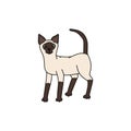 cat breed siamese contour sketch doodle illustration.