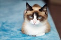 Cat breed snowshoe sitting on blue background. selective focus , close up