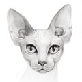 Cat of breed the Sphinx portrait