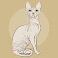 Cat breed Sphynx on a background