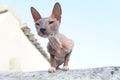 Cat breed Sphynx sits on the street Royalty Free Stock Photo