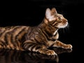 Cat breed toyger on black background