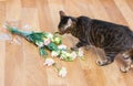 Cat breed toyger dropped and broken glass vase of flowers. Royalty Free Stock Photo