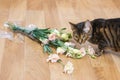 Cat breed toyger dropped and broken glass vase of flowers. Royalty Free Stock Photo
