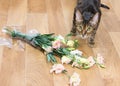 Cat breed toyger dropped and broken glass vase of flowers. Royalty Free Stock Photo