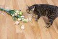 Cat breed toyger dropped and broken glass vase of flowers on flo Royalty Free Stock Photo